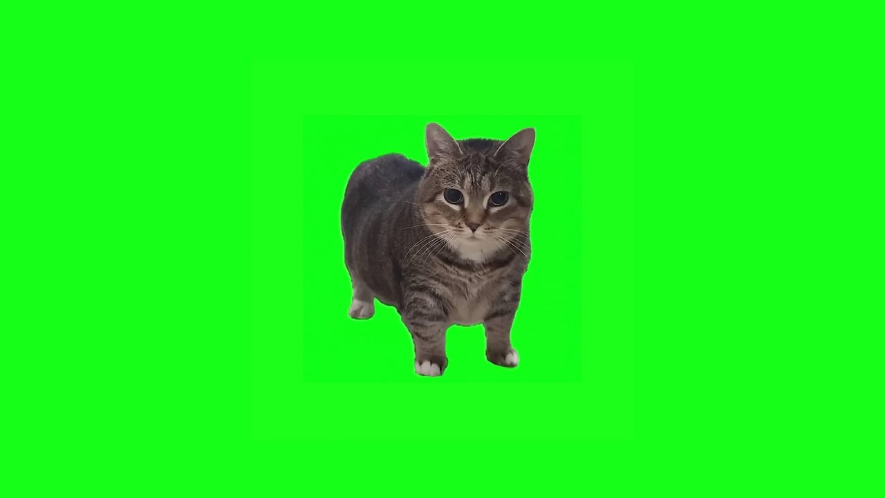w-w-oiia-oiia-spinning-cat